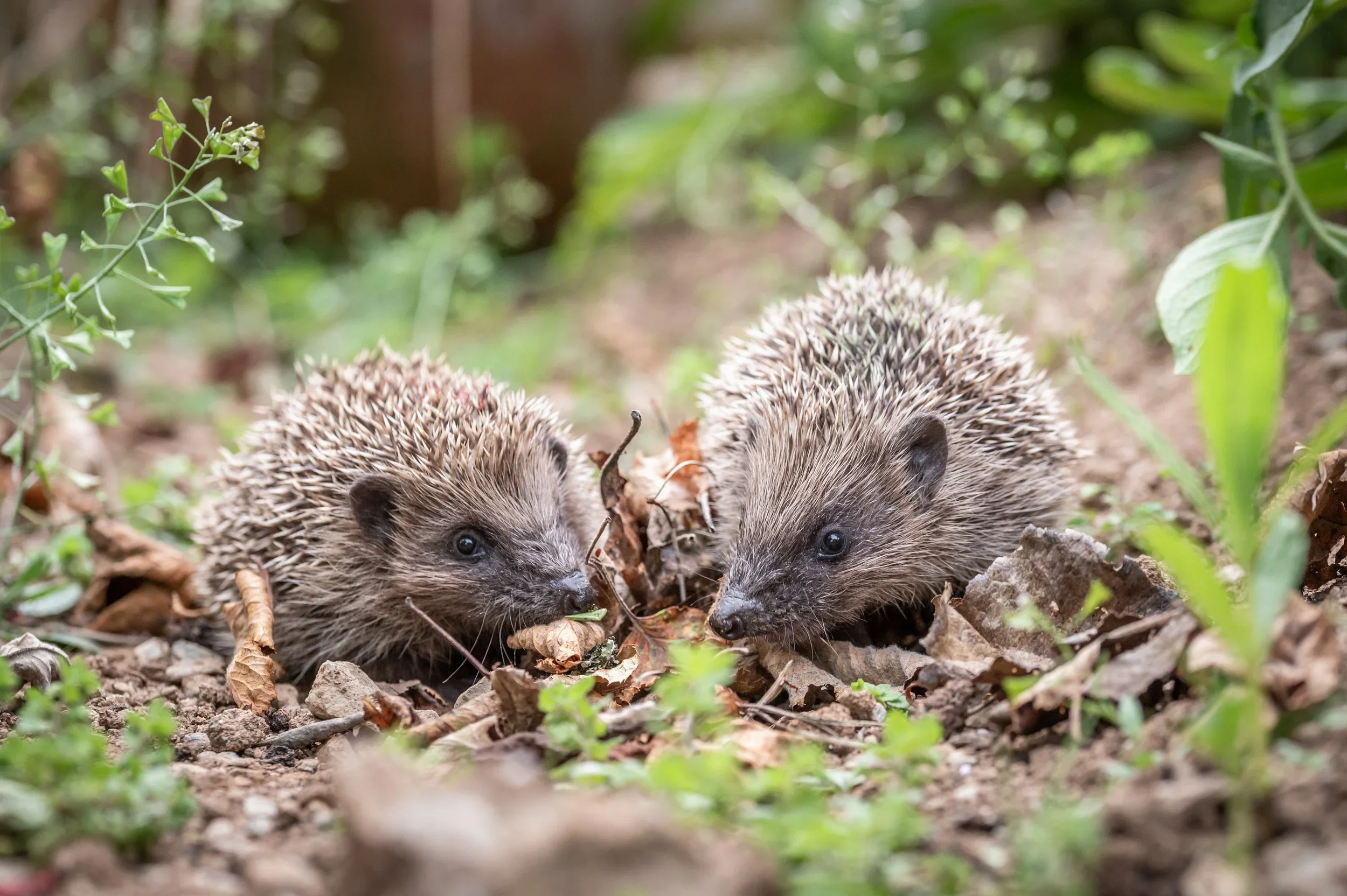 Prickles & Paws
